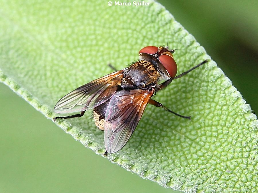 Ectophasia crassipennis femmina (Tachinidae)